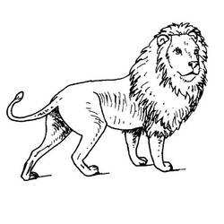 Disegno da colorare: Leone (Animali) #10273 - Pagine da Colorare Stampabili Gratuite