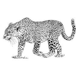 Disegne da colorare: Leopardo - Pagine da Colorare Stampabili Gratuite