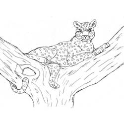 Disegno da colorare: Leopardo (Animali) #9722 - Pagine da Colorare Stampabili Gratuite