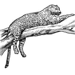 Disegno da colorare: Leopardo (Animali) #9740 - Pagine da Colorare Stampabili Gratuite