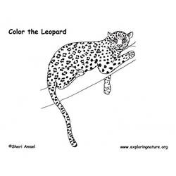 Disegno da colorare: Leopardo (Animali) #9753 - Pagine da Colorare Stampabili Gratuite