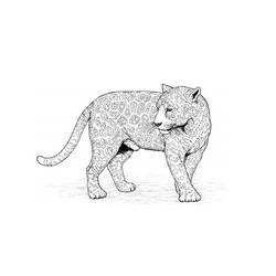 Disegno da colorare: Leopardo (Animali) #9758 - Pagine da Colorare Stampabili Gratuite