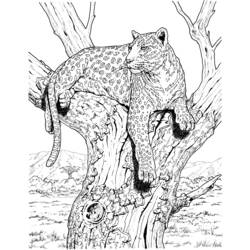 Disegno da colorare: Leopardo (Animali) #9770 - Pagine da Colorare Stampabili Gratuite