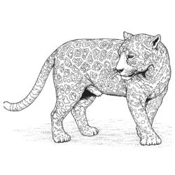 Disegno da colorare: Leopardo (Animali) #9817 - Pagine da Colorare Stampabili Gratuite