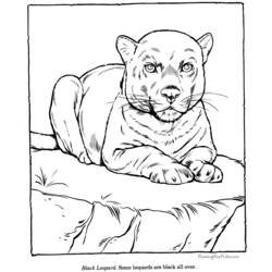 Disegno da colorare: Leopardo (Animali) #9822 - Pagine da Colorare Stampabili Gratuite