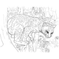 Disegno da colorare: Leopardo (Animali) #9845 - Pagine da Colorare Stampabili Gratuite