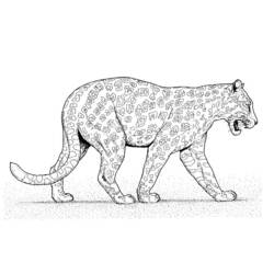 Disegno da colorare: Leopardo (Animali) #9859 - Pagine da Colorare Stampabili Gratuite