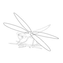 Disegno da colorare: Libellula (Animali) #9965 - Pagine da Colorare Stampabili Gratuite