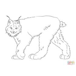 Disegno da colorare: Lince (Animali) #10847 - Pagine da Colorare Stampabili Gratuite
