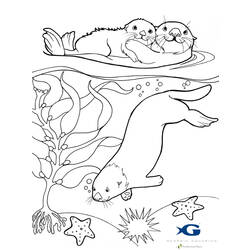 Disegno da colorare: Lontra (Animali) #10645 - Pagine da Colorare Stampabili Gratuite