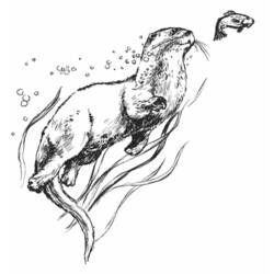 Disegno da colorare: Lontra (Animali) #10647 - Pagine da Colorare Stampabili Gratuite