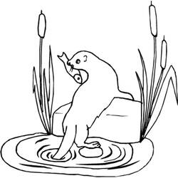 Disegno da colorare: Lontra (Animali) #10652 - Pagine da Colorare Stampabili Gratuite