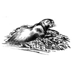 Disegno da colorare: Lontra (Animali) #10688 - Pagine da Colorare Stampabili Gratuite