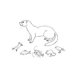 Disegno da colorare: Lontra (Animali) #10724 - Pagine da Colorare Stampabili Gratuite