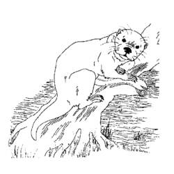 Disegno da colorare: Lontra (Animali) #10729 - Pagine da Colorare Stampabili Gratuite