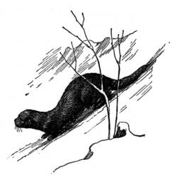 Disegno da colorare: Lontra (Animali) #10768 - Pagine da Colorare Stampabili Gratuite