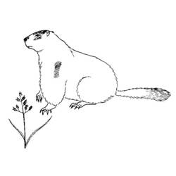 Disegno da colorare: Marmotta (Animali) #10897 - Pagine da Colorare Stampabili Gratuite