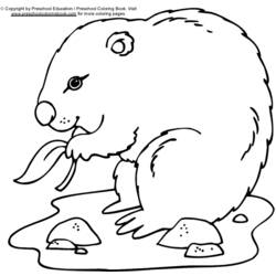 Disegno da colorare: Marmotta (Animali) #10899 - Pagine da Colorare Stampabili Gratuite