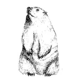 Disegno da colorare: Marmotta (Animali) #10910 - Pagine da Colorare Stampabili Gratuite