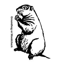 Disegno da colorare: Marmotta (Animali) #10921 - Pagine da Colorare Stampabili Gratuite