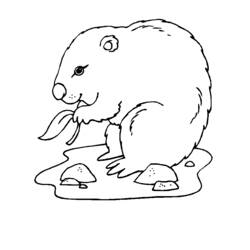 Disegno da colorare: Marmotta (Animali) #10935 - Pagine da Colorare Stampabili Gratuite