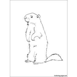 Disegno da colorare: Marmotta (Animali) #10953 - Pagine da Colorare Stampabili Gratuite