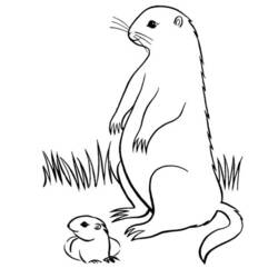 Disegno da colorare: Marmotta (Animali) #10978 - Pagine da Colorare Stampabili Gratuite