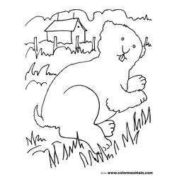 Disegno da colorare: Marmotta (Animali) #11065 - Pagine da Colorare Stampabili Gratuite