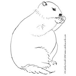 Disegno da colorare: Marmotta (Animali) #11073 - Pagine da Colorare Stampabili Gratuite