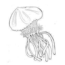 Disegno da colorare: Medusa (Animali) #20397 - Pagine da Colorare Stampabili Gratuite