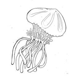 Disegno da colorare: Medusa (Animali) #20539 - Pagine da Colorare Stampabili Gratuite