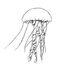 Disegno da colorare: Medusa (Animali) #20559 - Pagine da Colorare Stampabili Gratuite