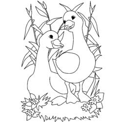Disegno da colorare: Oca (Animali) #11679 - Pagine da Colorare Stampabili Gratuite