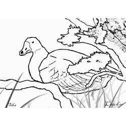 Disegno da colorare: Oca (Animali) #11725 - Pagine da Colorare Stampabili Gratuite