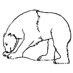 Disegno da colorare: Orso (Animali) #12231 - Pagine da Colorare Stampabili Gratuite