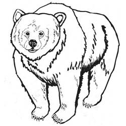 Disegno da colorare: Orso (Animali) #12244 - Pagine da Colorare Stampabili Gratuite