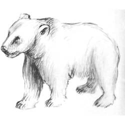 Disegno da colorare: Orso (Animali) #12299 - Pagine da Colorare Stampabili Gratuite