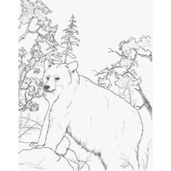 Disegno da colorare: Orso (Animali) #12314 - Pagine da Colorare Stampabili Gratuite