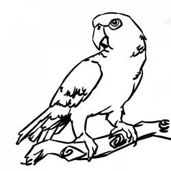 Disegno da colorare: Pappagallo (Animali) #16105 - Pagine da Colorare Stampabili Gratuite