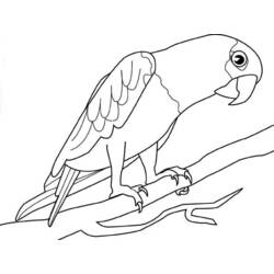 Disegno da colorare: Pappagallo (Animali) #16191 - Pagine da Colorare Stampabili Gratuite