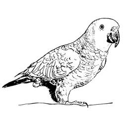 Disegno da colorare: Pappagallo (Animali) #16251 - Pagine da Colorare Stampabili Gratuite