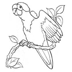 Disegno da colorare: Pappagallo (Animali) #179068 - Pagine da Colorare Stampabili Gratuite