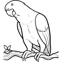 Disegno da colorare: Pappagallo (Animali) #179069 - Pagine da Colorare Stampabili Gratuite