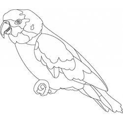 Disegno da colorare: Pappagallo (Animali) #179070 - Pagine da Colorare Stampabili Gratuite