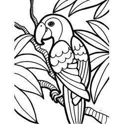 Disegno da colorare: Pappagallo (Animali) #179078 - Pagine da Colorare Stampabili Gratuite