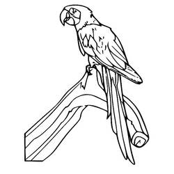 Disegno da colorare: Pappagallo (Animali) #179079 - Pagine da Colorare Stampabili Gratuite