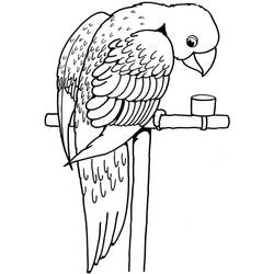 Disegno da colorare: Pappagallo (Animali) #179084 - Pagine da Colorare Stampabili Gratuite