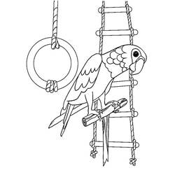 Disegno da colorare: Pappagallo (Animali) #179087 - Pagine da Colorare Stampabili Gratuite