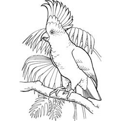 Disegno da colorare: Pappagallo (Animali) #179093 - Pagine da Colorare Stampabili Gratuite
