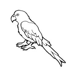 Disegno da colorare: Pappagallo (Animali) #179097 - Pagine da Colorare Stampabili Gratuite